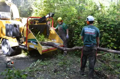 tree services Hazelton